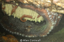 Mama GPO on eggs about 130' in Puget Sound... by Alex Cornwall 